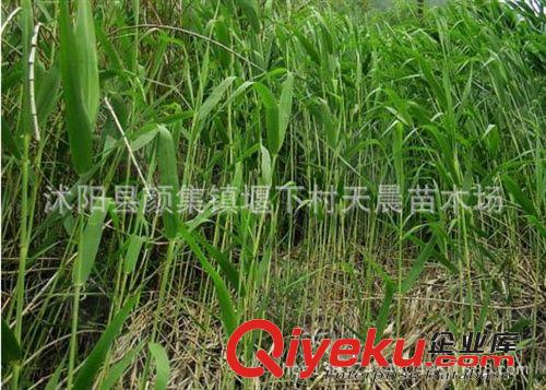 批發高羊茅草坪草籽 四季常青種子 別墅草種 草坪種子 發芽率高