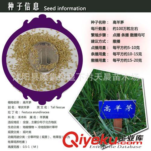 批發價供應四季常青綠化草坪種子 早熟禾種子 草籽草坪種子草種子