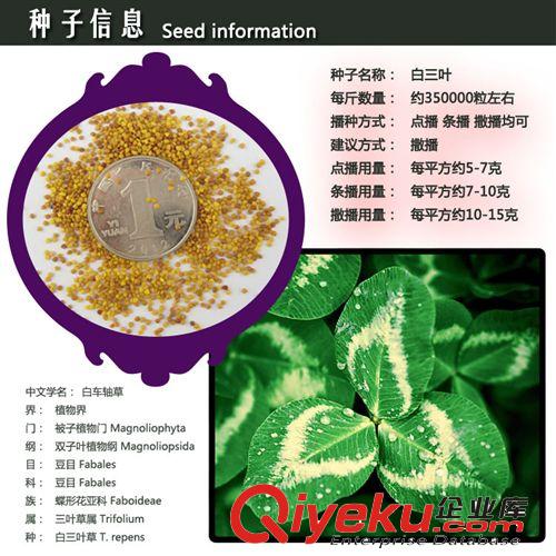 批發(fā)供應(yīng) 牧草種子 高丹草種子 高丹草草籽 保質(zhì)保量