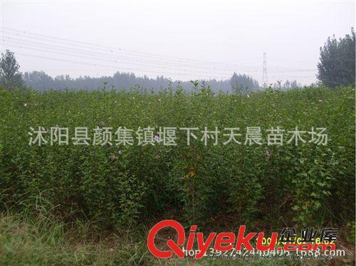 批發杜鵑苗 杜鵑小苗 花卉種苗 庭院別墅綠化苗 量大從優 根壯