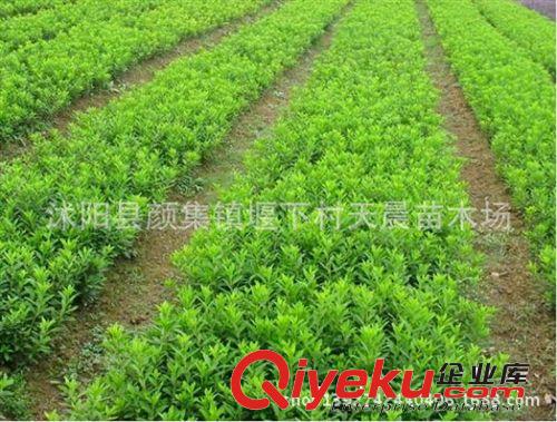 批發綠化小苗：大葉扶芳藤小苗 攀爬生長 園林{sx} 量大優惠