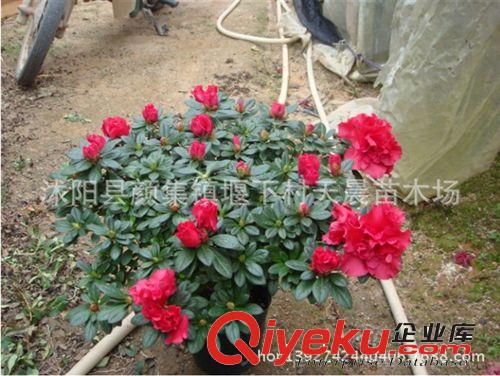 批發杜鵑苗 杜鵑小苗 花卉種苗 庭院別墅綠化苗 量大從優 根壯原始圖片2