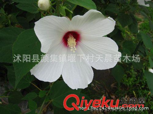 大花秋葵，別名芙蓉葵，秋葵價格，秋葵品種，優質秋葵 量大從優原始圖片2