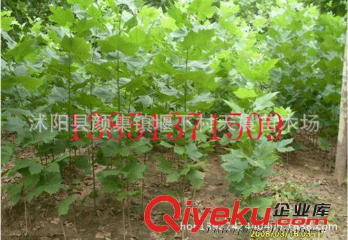 紅葉石楠 庭院綠化苗木 紅葉石楠小苗 紅羅賓 紅葉石楠苗 樹苗