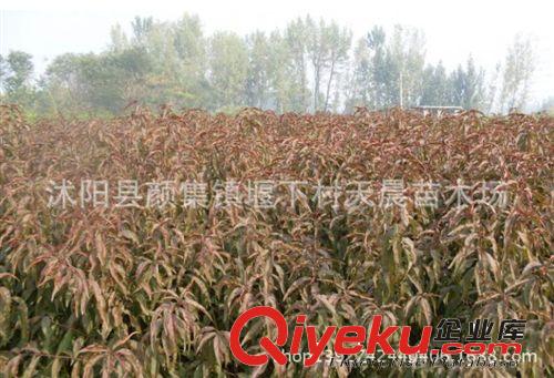 庭院花卉綠化苗木紫薇.百日紅.叢生紫薇.樹形優(yōu)美.紫薇苗大小齊全