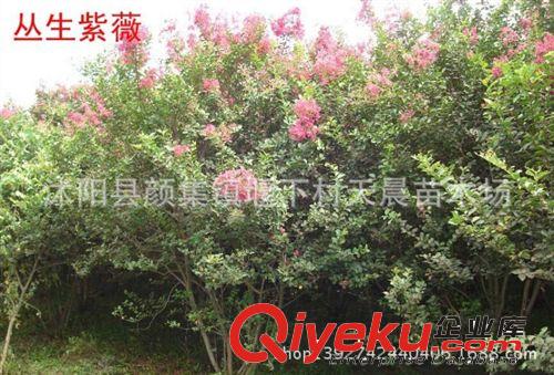 供應工程苗 龍柏苗 小龍柏 色塊苗 四季常青植物 低價批發(fā)