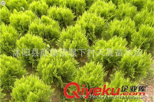 灑金柏 灑金柏球 灑金柏苗 園林綠化苗木直銷