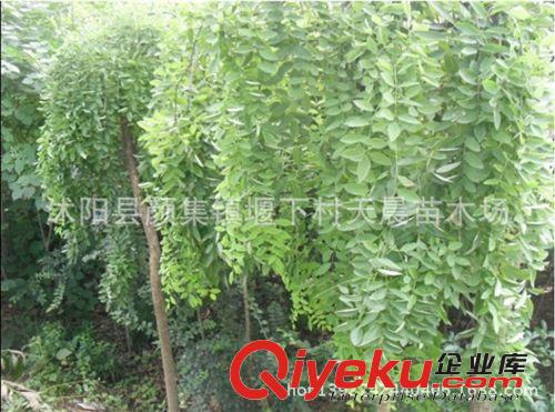 批發出售 水杉苗 水杉樹苗 規格齊全 量大優惠【天晨苗木場】
