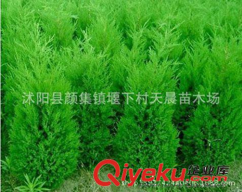 供應綠化苗木 喬木類【龍爪槐】垂槐、盤槐 規格齊全