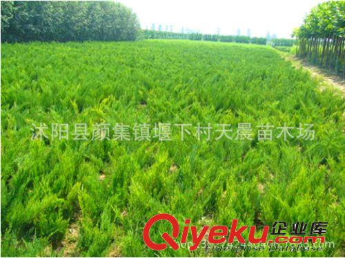 出售綠化苗木 灌木類【地柏】鋪地柏 沙地柏 規格齊全 量大優惠