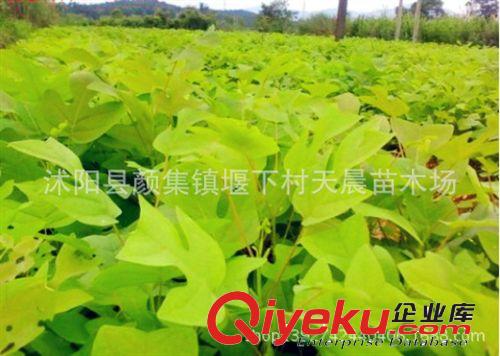 大量出售 優質馬褂木 基地直銷鵝掌楸 規格齊全 量大優惠