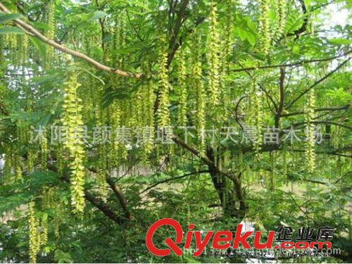楓楊 楓楊樹 規格多 綠化苗木 園林綠化 大楓揚 苗木批發