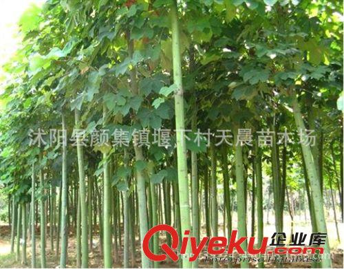 供應各種工程苗木 花卉 基地直銷 優質 青桐【天晨苗木場】