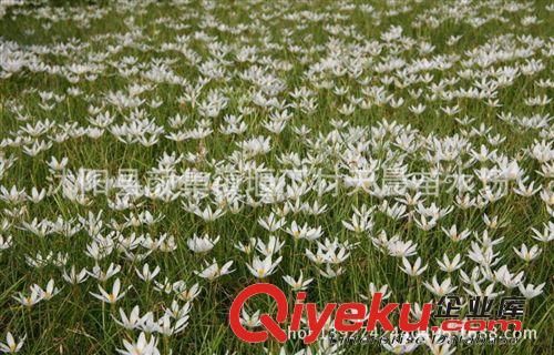 基地大量直銷供應蔥蘭、蔥蘭草,麥冬草等批發  量大從優