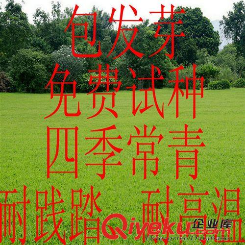 進(jìn)口雜三葉種子 雜三葉草坪種子 暖季型觀賞草坪種子 三葉草種子