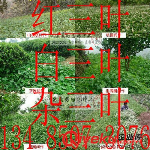進口紫羊茅種子|紫羊茅草坪種子/冷季型草坪種子|不修剪四季常青