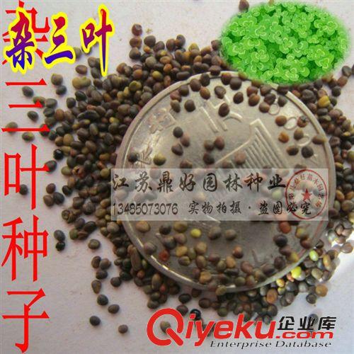 進(jìn)口雜三葉種子 雜三葉草坪種子 暖季型觀賞草坪種子 三葉草種子原始圖片2