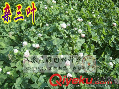 進(jìn)口雜三葉種子 雜三葉草坪種子 暖季型觀賞草坪種子 三葉草種子原始圖片3