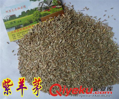 進口紫羊茅種子|紫羊茅草坪種子/冷季型草坪種子|不修剪四季常青原始圖片2