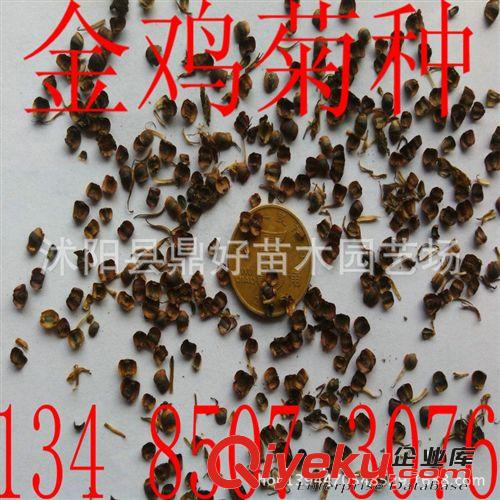 基地常年批發(fā)供應(yīng)園林綠化花種 雞冠花 量大優(yōu)惠 價(jià)格從優(yōu)