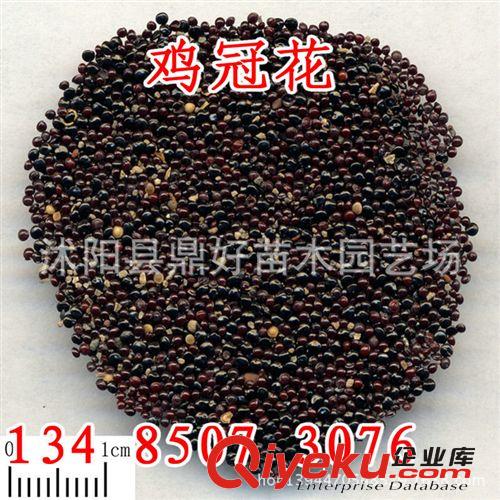 基地直銷(xiāo)優(yōu)質(zhì)的黃菖蒲種子 黃菖蒲種子價(jià)格 種子銷(xiāo)售