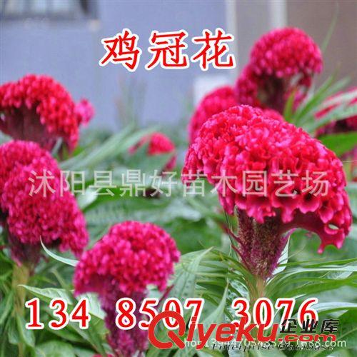 基地常年批發(fā)供應(yīng)園林綠化花種 雞冠花 量大優(yōu)惠 價(jià)格從優(yōu)原始圖片2