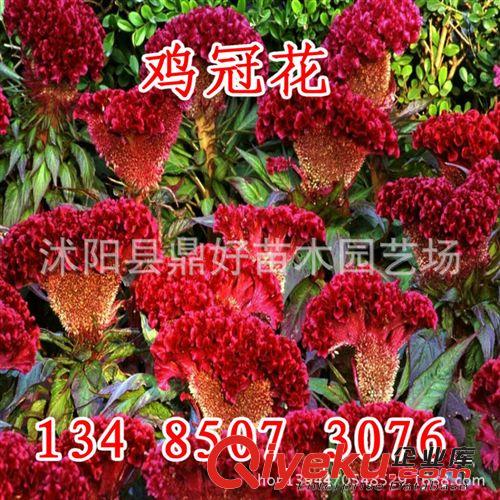 基地常年批發(fā)供應(yīng)園林綠化花種 雞冠花 量大優(yōu)惠 價(jià)格從優(yōu)原始圖片3