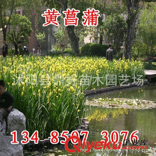 批量供應(yīng)新采【大花秋葵種子】成活率高 花卉種子