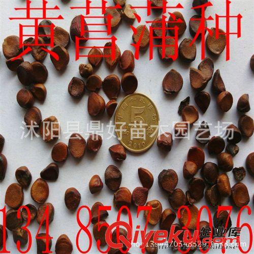 基地直銷(xiāo)優(yōu)質(zhì)的黃菖蒲種子 黃菖蒲種子價(jià)格 種子銷(xiāo)售原始圖片2