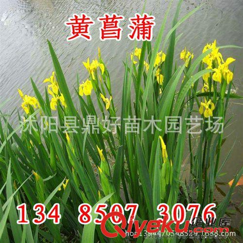 基地直銷(xiāo)優(yōu)質(zhì)的黃菖蒲種子 黃菖蒲種子價(jià)格 種子銷(xiāo)售原始圖片3