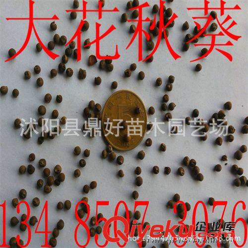 批發(fā)供應(yīng)優(yōu)質(zhì)【黃刺玫種子】 黃刺梅種子 當(dāng)年新采 質(zhì)優(yōu)價(jià)低