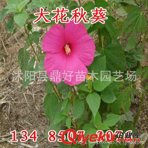 批量供應(yīng)新采【大花秋葵種子】成活率高 花卉種子原始圖片2