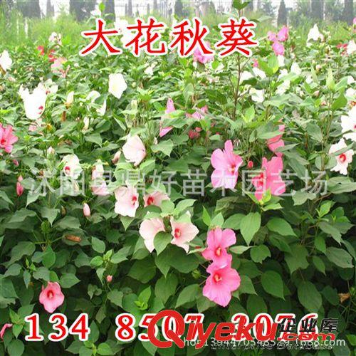 批量供應(yīng)新采【大花秋葵種子】成活率高 花卉種子原始圖片3