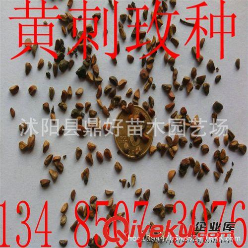 進(jìn)口牧草種子|墨西哥玉米種子|闊葉優(yōu)12墨西哥牧草種子|高營養(yǎng)