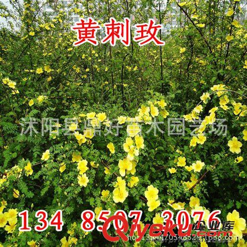 批發(fā)供應(yīng)優(yōu)質(zhì)【黃刺玫種子】 黃刺梅種子 當(dāng)年新采 質(zhì)優(yōu)價(jià)低原始圖片2