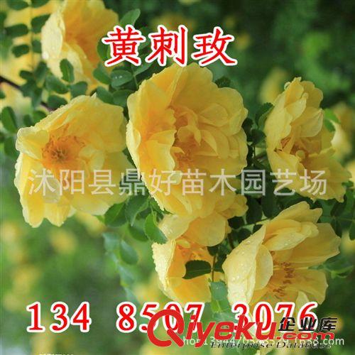 批發(fā)供應(yīng)優(yōu)質(zhì)【黃刺玫種子】 黃刺梅種子 當(dāng)年新采 質(zhì)優(yōu)價(jià)低原始圖片3