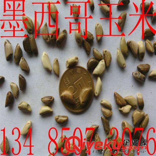 進(jìn)口牧草種子|墨西哥玉米種子|闊葉優(yōu)12墨西哥牧草種子|高營養(yǎng)