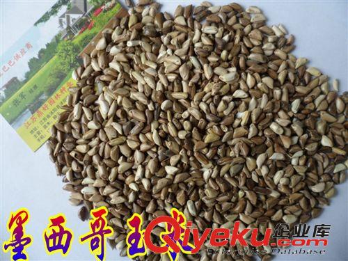 進(jìn)口牧草種子|墨西哥玉米種子|闊葉優(yōu)12墨西哥牧草種子|高營養(yǎng)原始圖片2