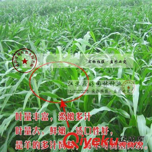 進(jìn)口牧草種子|墨西哥玉米種子|闊葉優(yōu)12墨西哥牧草種子|高營養(yǎng)原始圖片3