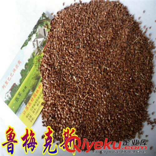 進(jìn)口牧草種子|墨西哥玉米種子|闊葉優(yōu)12墨西哥牧草種子|高營養(yǎng)