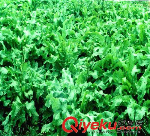 高產(chǎn) 速生牧草種子 魯梅克斯種子 魯梅克斯牧草籽原始圖片2