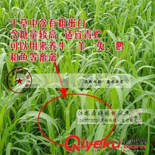 高產(chǎn) 速生牧草種子 魯梅克斯種子 魯梅克斯牧草籽