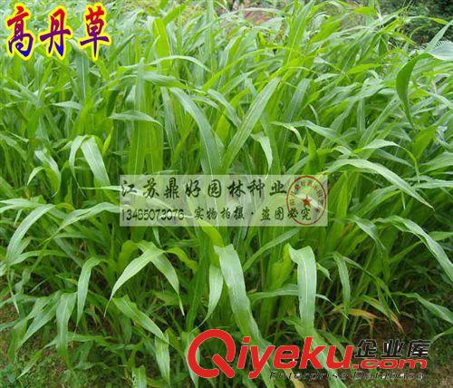 進(jìn)口高丹草種子批發(fā) 含粗蛋白高糖量高產(chǎn)優(yōu)質(zhì)牧草原始圖片2