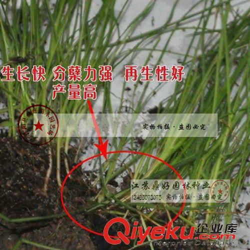 進(jìn)口高丹草種子批發(fā) 含粗蛋白高糖量高產(chǎn)優(yōu)質(zhì)牧草原始圖片3