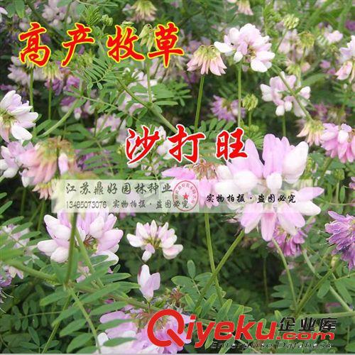進(jìn)口高丹草種子批發(fā) 含粗蛋白高糖量高產(chǎn)優(yōu)質(zhì)牧草