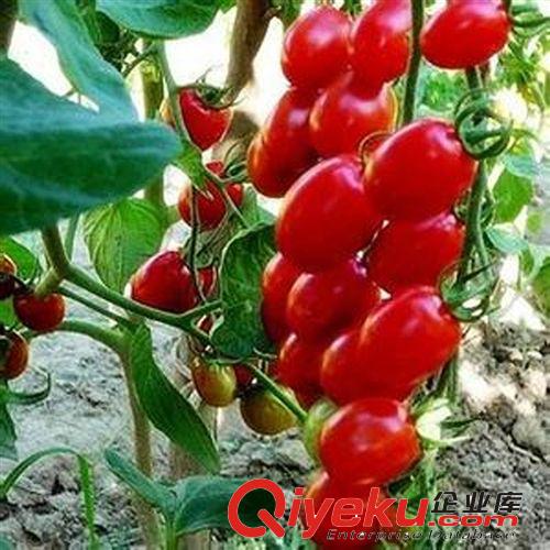 室內(nèi)盆栽 陽臺種植 花卉種子 紅油香椿種子 蔬菜種子 約30粒