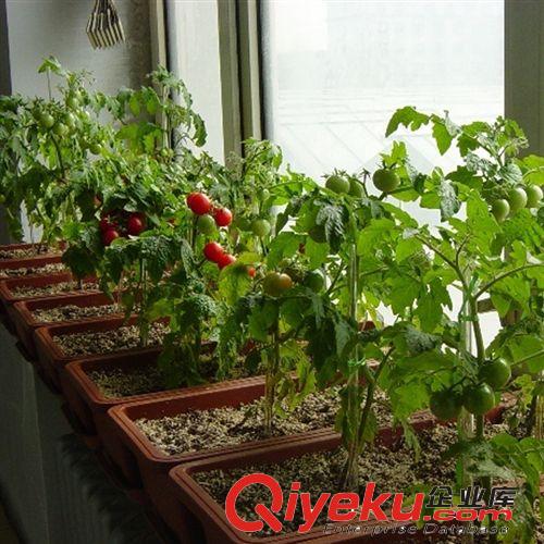 批發(fā) 家庭裝 蔬菜種子 紅珍珠番茄種子 約20粒/包原始圖片2