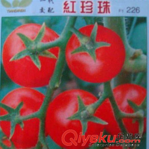 批發(fā) 家庭裝 蔬菜種子 紅珍珠番茄種子 約20粒/包原始圖片3