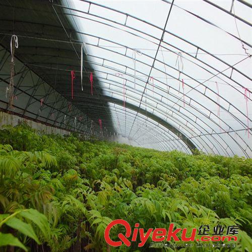 室內(nèi)盆栽 陽臺種植 花卉種子 紅油香椿種子 蔬菜種子 約30粒原始圖片2