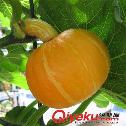 蔬菜瓜果種子 甜蜜南瓜 紅板栗南瓜種子 金紅 甘甜 8粒/包原始圖片2